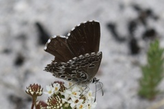 Lepidochrysops methymna methymna