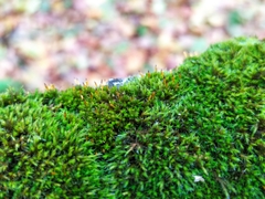 Orthotrichum anomalum