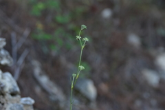 Cyathoselinum tomentosum
