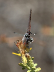 Deudorix livia