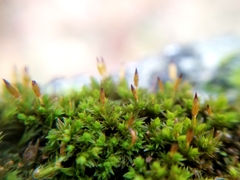 Orthotrichum anomalum