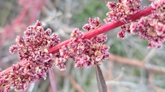 Amaranthus fimbriatus
