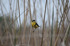 Tachuris rubrigastra