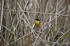 Tachuris rubrigastra