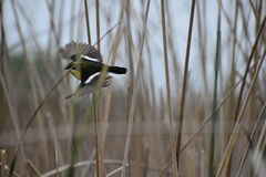 Tachuris rubrigastra