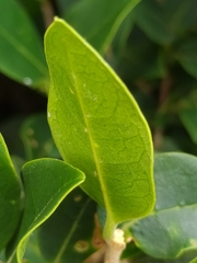 Chionanthus foveolatus
