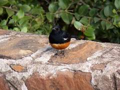 Thamnolaea cinnamomeiventris