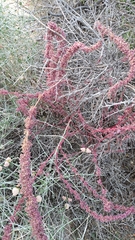 Amaranthus fimbriatus