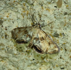 Cataclysta lemnata