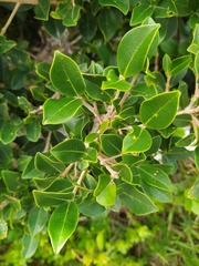 Chionanthus foveolatus