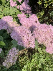 Hylotelephium spectabile