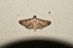 Nacoleia