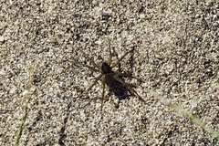 Pardosa pseudoannulata