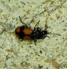 Panagaeus cruxmajor