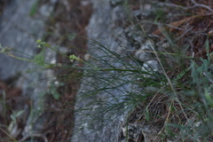 Cyathoselinum tomentosum