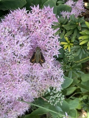 Hylotelephium spectabile