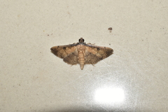 Nacoleia