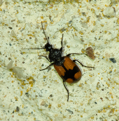 Panagaeus cruxmajor