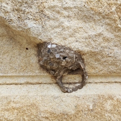 Aculeata