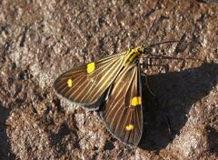 Phaeochlaena lampra
