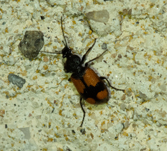 Panagaeus cruxmajor