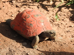 Testudo graeca