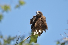 Milvus migrans lineatus