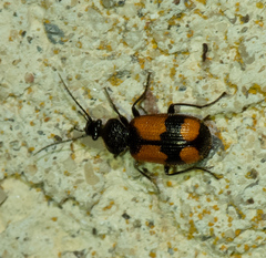Panagaeus cruxmajor