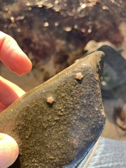 Asterina gibbosa