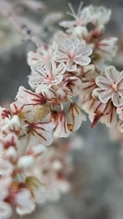 Eriogonum kennedyi