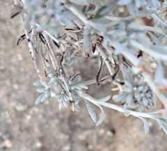 Eriogonum kennedyi