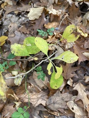 Celastrus orbiculatus