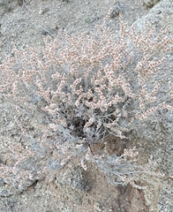 Eriogonum kennedyi