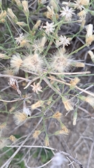 Baccharis brachyphylla