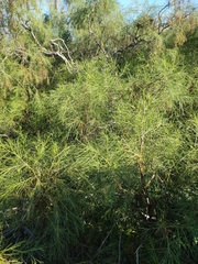 Plocama pendula