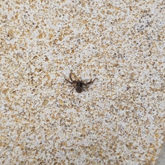 Xysticus