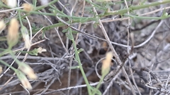 Baccharis brachyphylla