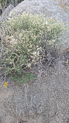 Baccharis brachyphylla