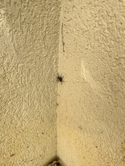 Asagena americana