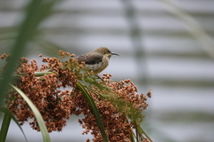 Cinnyris erythrocercus