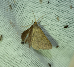 Isturgia murinaria