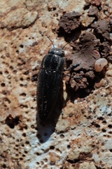 Sphenoptera