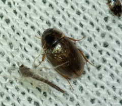 Enochrus