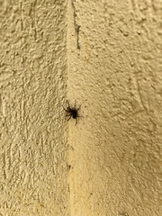 Asagena americana