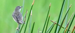Prinia inornata