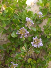 Psoralea bracteolata