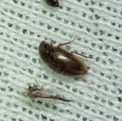 Enochrus