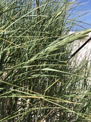 Thinopyrum distichum