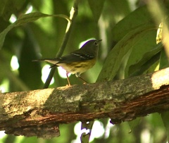 Setophaga magnolia