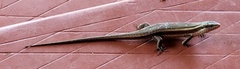 Eutropis carinata